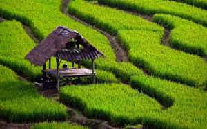 A Small Wooden House In A Green Rice Field Wallpaper