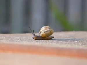 A Snail Or Acorn Wallpaper