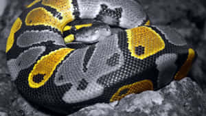 A Snake Is Curled Up On A Rock Wallpaper