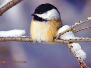 A Snow Bird Perched On A Snowy Branch With A Stunning Winter Landscape In The Background. Wallpaper