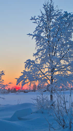 A Snow Covered Field Wallpaper