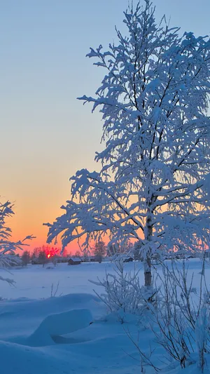 A Snow Covered Field Wallpaper