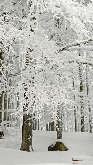 A Snow Covered Forest With A Bench Wallpaper