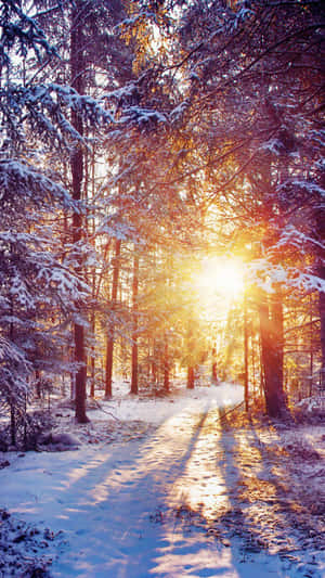 A Snow Covered Path In A Forest With The Sun Shining Through The Trees Wallpaper