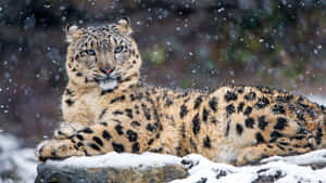 A Snow Leopard Leaps Over The Rocky Mountains Wallpaper