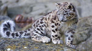 A Snow Leopard Resting Amongst The Snowy Mountain Slopes Wallpaper