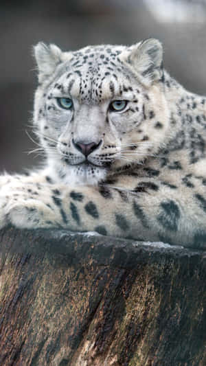 A Snow Leopard Surveys Its Wintery Domain Wallpaper