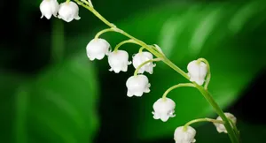 A Snowy And Calm Scenery. Wallpaper