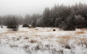 A Snowy Field With Trees And A Bench Wallpaper