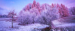 A Snowy Field With Trees And A Pink Sky Wallpaper