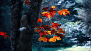 A Solitary Autumn Leaf Basks In The Afterglow Of A Golden Sunset. Wallpaper