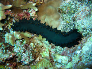 A Solo Sea Cucumber Resting On The Ocean Floor Wallpaper