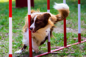 A Sporty Dog Catching A Frisbee In The Park Wallpaper