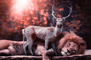 A Spotted Deer Nervously Glances At A Nearby Lion Wallpaper