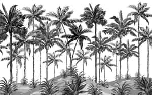 A Stark Contrast Between Black And White Casts A Cool And Calming Palm Tree Silhouette Wallpaper