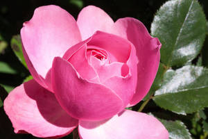 A Stately Pink Rose In Full Blossom Wallpaper