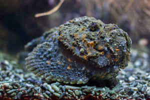 A Stonefish Camouflaged In A Coral Reef Wallpaper