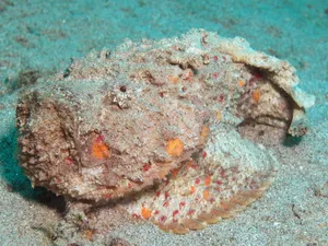 A Stonefish Camouflaged On Ocean Floor Wallpaper