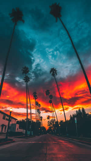 A Street With Palm Trees Wallpaper