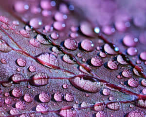 A Striking Sunset Sky In Shades Of Pink, Purple And Orange Wallpaper