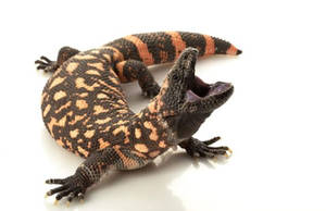 A Striking View Of A Gila Monster Showcasing Its Open Mouth Wallpaper