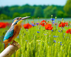 A Stunning Aerial Sunset Of A Beach Landscape With Colorful Sky Wallpaper
