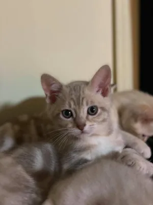 A Stunning Australian Mist Cat Sitting On A Wooden Surface Wallpaper