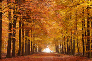 A Stunning Autumn Walk Through The Vibrant Fall Forest Wallpaper