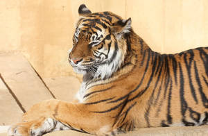 A Stunning Bengal Tiger Sitting Pretty In The Wildlife Wallpaper