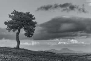 A Stunning Black And White Tree Wallpaper