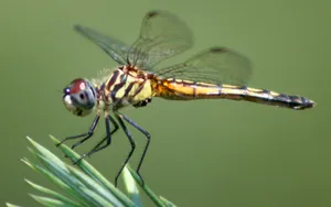 A Stunning Blue Dragonfly Pauses On A Blade Of Grass Wallpaper