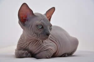A Stunning Canadian Sphynx Cat Lounging Wallpaper