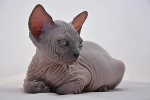 A Stunning Canadian Sphynx Cat Lounging Wallpaper
