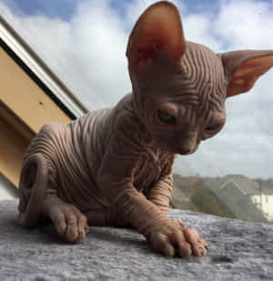 A Stunning Close-up Portrait Of A Canadian Sphynx Cat Wallpaper