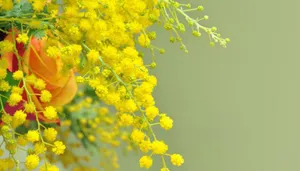 A Stunning Display Of Vibrant Mimosa Flowers Wallpaper