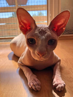 A Stunning Hairless Canadian Sphynx Cat Wallpaper