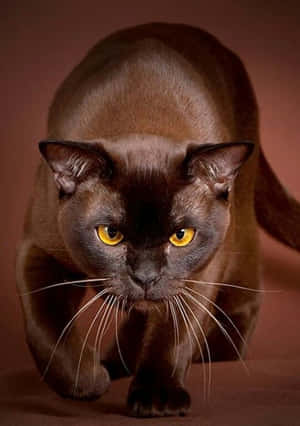A Stunning Havana Brown Cat Resting In The Garden Wallpaper