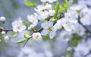 A Stunning Landscape Of Bright, Blooming Spring Flowers In A Lush Meadow Wallpaper