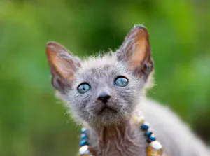 A Stunning Lykoi Cat Confidently Posing For The Camera In A Beautiful Garden Wallpaper