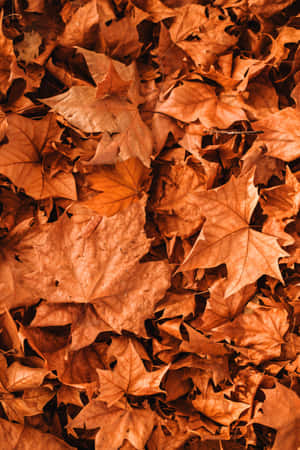 A Stunning Orange Spring Leaf As The Fall Season Approaches Wallpaper