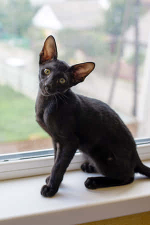 A Stunning Oriental Shorthair Cat Posing Elegantly Wallpaper