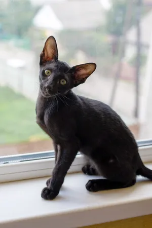 A Stunning Oriental Shorthair Cat Posing Elegantly Wallpaper