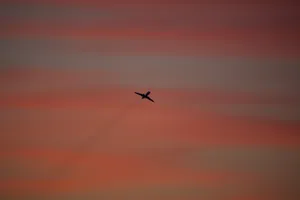 A Stunning Pink Plane Soaring Through The Sky Wallpaper