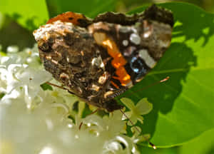 A Stunning Red Admiral Butterfly Perched On A Flower Wallpaper