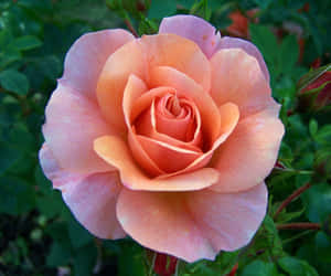 A Stunning Single Red Rose Wallpaper