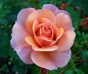 A Stunning Single Red Rose Wallpaper