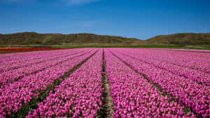 A Stunning Tulip Field During Full Bloom In A Sunny Spring Day Wallpaper