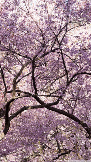 A Stunning View Of A Japanese Garden In Full Bloom Wallpaper