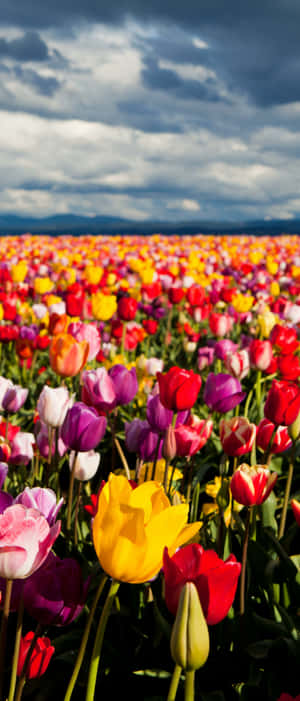 A Stunning View Of Vibrant Tulip Field Wallpaper