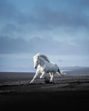 A Stunning White Horse In The Fields Of Nature. Wallpaper